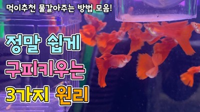 구피 물고기 키우는법과 추천용품